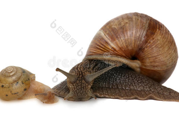 花园蜗牛隔离的向白色的.蜗牛和婴儿蜗牛家庭.