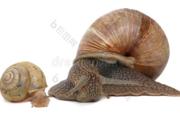 花园蜗牛隔离的向白色的.蜗牛和婴儿蜗牛家庭.