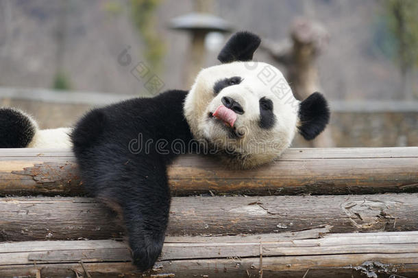 巨人熊猫采用卧龙四川ch采用a宫趺熊猫