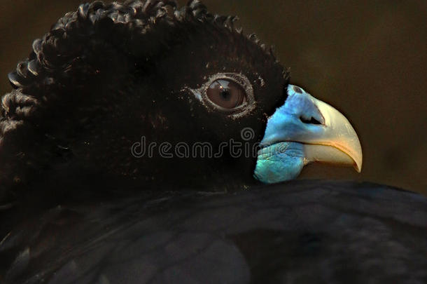 蓝色-安排大鸟