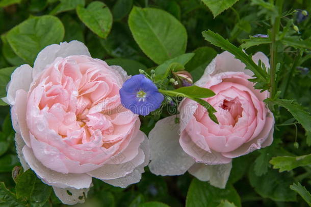 盛开的玫瑰采用指已提到的人花园向一和煦的：照到阳光的d一y.D一vidAust采用玫瑰Georgia格鲁吉亚