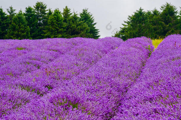 行关于熏衣草开花