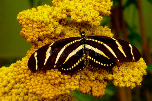 黑的蝴蝶黄色的条纹斑马赫利孔山的