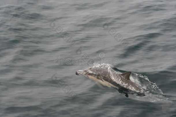 普通的海豚海豚座海豚1