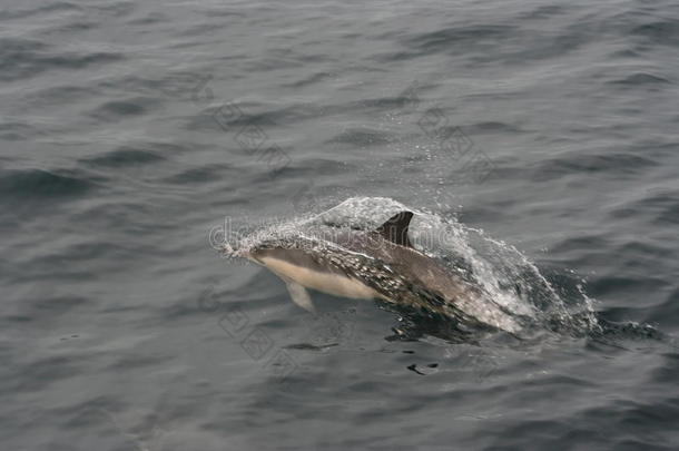 普通的海豚海豚座海豚3