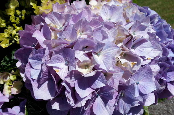 紫色的八仙花属关在上面