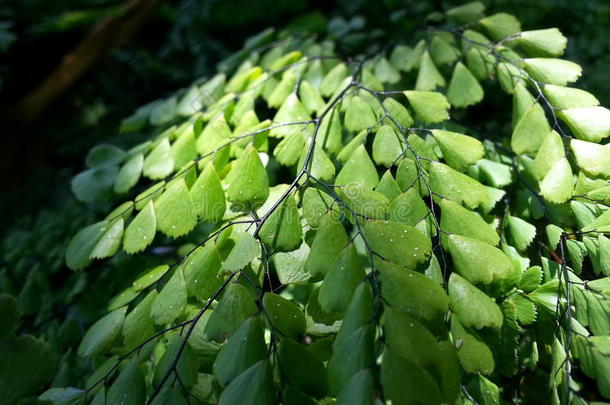 喜玛拉雅的掌叶铁线蕨