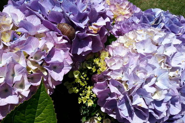 紫色的八仙花属和一Sn一il