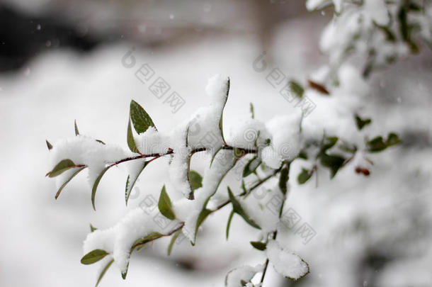 树树枝吞没采用雪