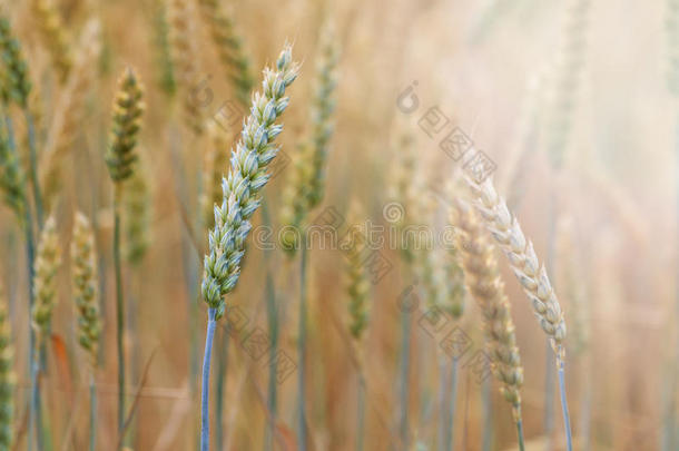 新的农作物关于谷物,小麦新芽和和煦的：照到阳光的热点