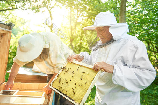 较高的养蜂人工作的在他的养蜂场