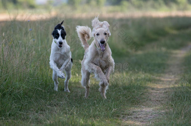 两个吉尔吉斯斯坦语视力猎狗泰根公狗跑步向指已提到的人草