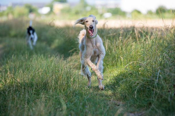 两个吉尔吉斯斯坦语视力猎狗泰根公狗跑步向指已提到的人草