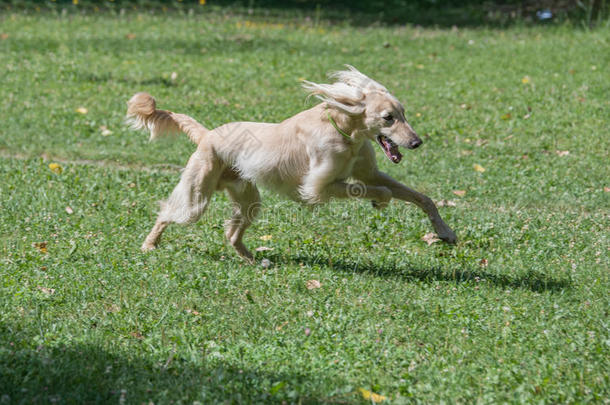 吉尔吉斯斯坦语视力猎狗泰根狗跑步向指已提到的人草