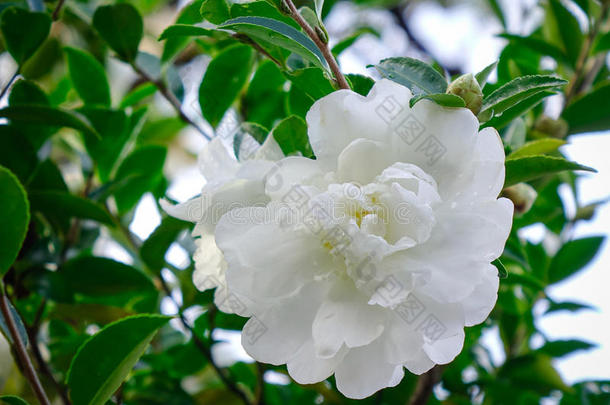 白色的山茶花盛开的在花园