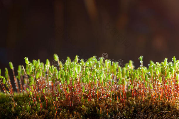 雨落下向苔藓