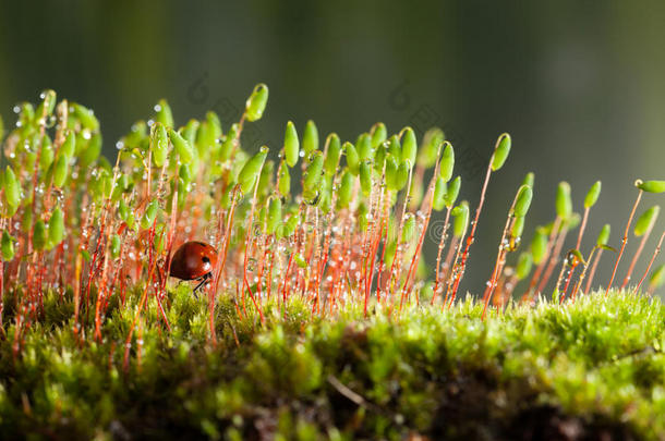 瓢虫隐藏的采用苔藓
