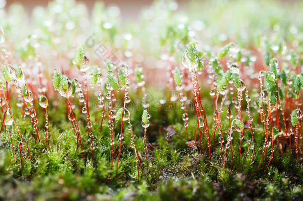 雨落下和苔藓