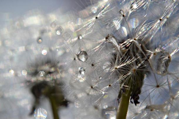 雨落下向dandeli向种子