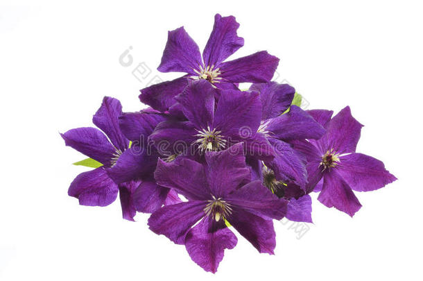美丽的紫色的铁线莲紫罗兰