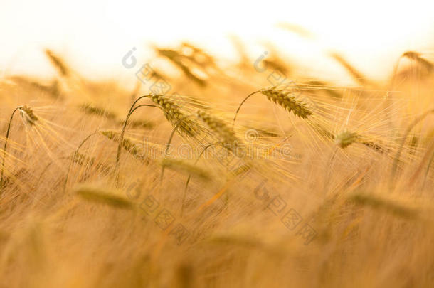 大麦农场田在金色的日落或日出