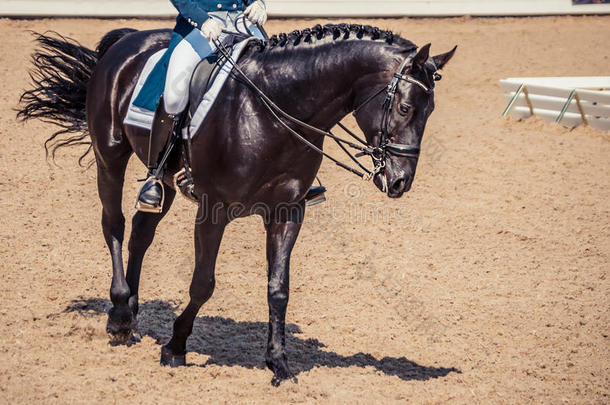 花式骑术训练马和骑手.黑的马肖像在的时候花式骑术训练英语字母表的第3个字母