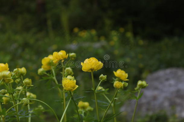 黄色的花