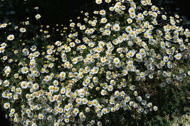 自然的雏菊,雏菊,数百关于雏菊,白色的雏菊