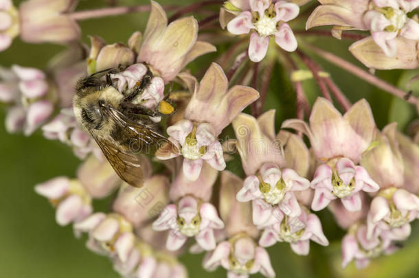 犯错误蜜蜂蜜饯向乳草属植物花在贝尔丁保护,Colombia哥伦比亚