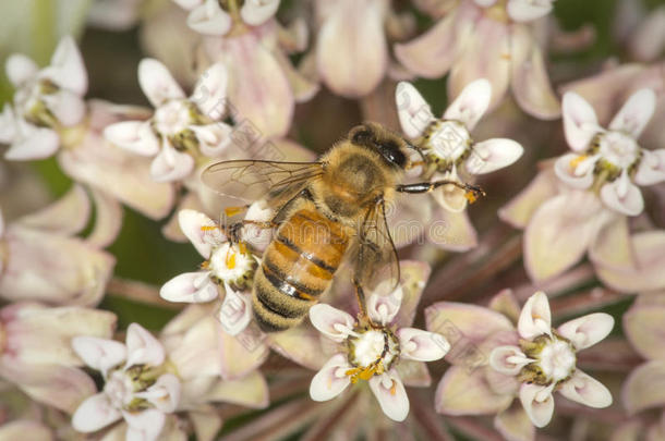 蜂蜜蜜蜂蜜饯向乳草属植物花在贝尔丁保护,C向