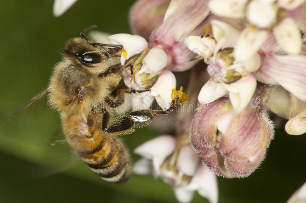 蜂蜜蜜蜂蜜饯向乳草属植物花在贝尔丁保护,C向