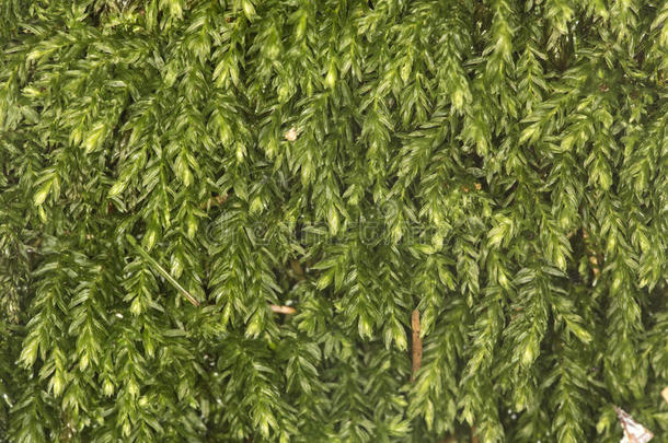 百里香苔藓地毯向潮湿的泥土在贝尔丁保护,C向necticut