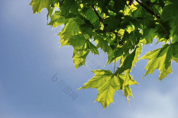 树枫树和多汁的绿色的<strong>树叶</strong>反对指已提到的人蓝色天夏