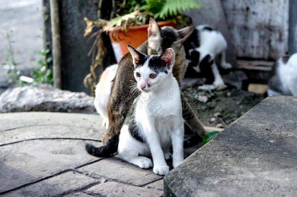 大街猫采用大的城镇