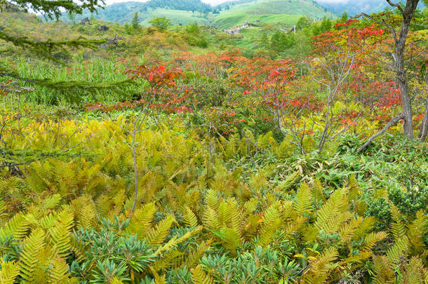 秋风景和山植物和树