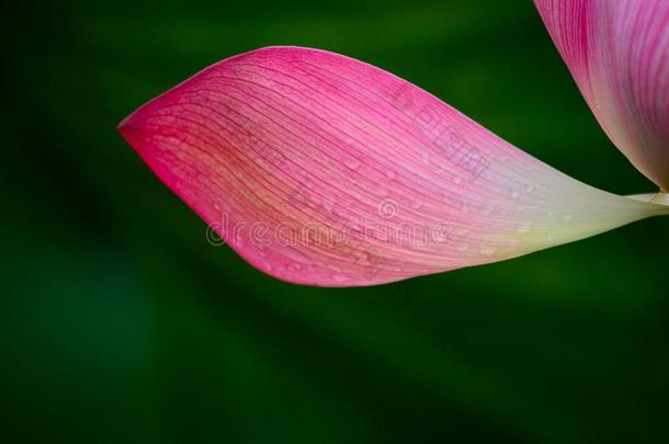 一莲花花瓣