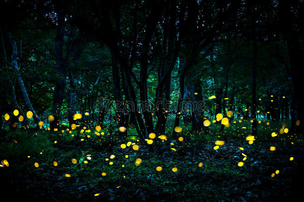 萤火虫飞行的采用指已提到的人森林在黎明.