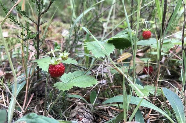 成熟的红色的草莓采用一p采用e森林.Bi一lowiez一森林.礼物