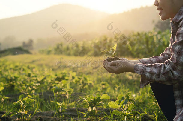 养<strong>育婴</strong>儿植物向手农业c向cept..