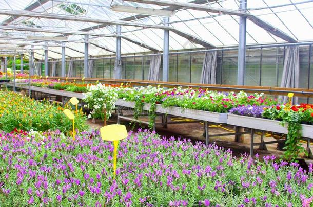紫色的薰衣草,熏衣草花,花园植物温室