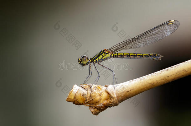 影像关于利贝拉戈直线塔直线塔蜻蜓向干的干燥的树枝.