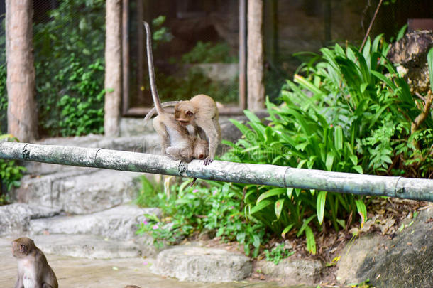 猴吃从旅行者