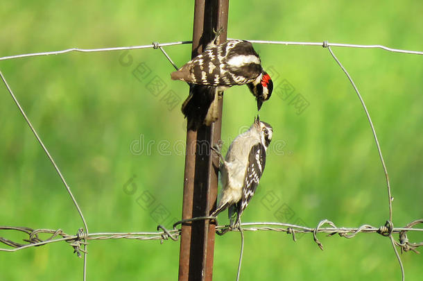 绒毛的啄木鸟给食年幼的向一栅栏