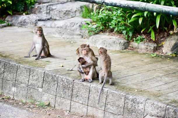 猴吃从旅行者