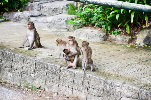 猴吃从旅行者