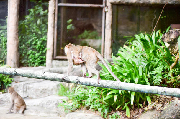 <strong>猴</strong>吃从旅行者