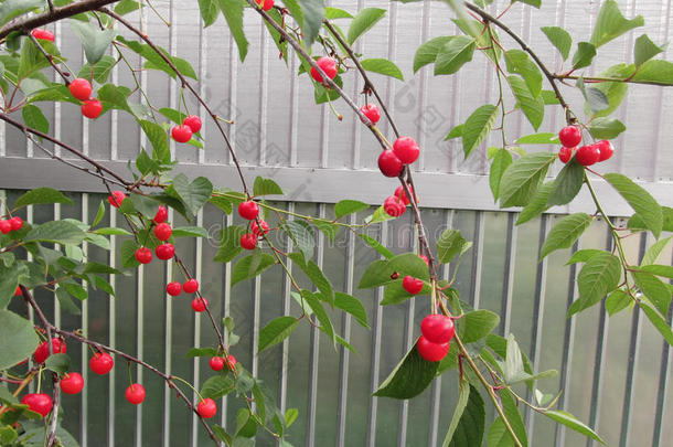 红色的蒙特默伦西樱桃樱桃向树采用樱桃果园
