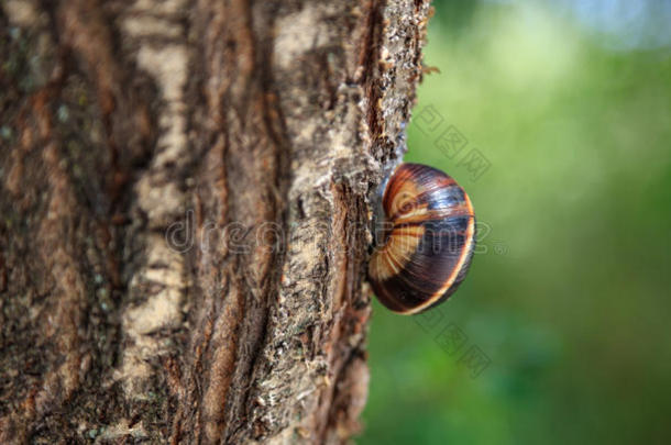 蜗牛向一树树干
