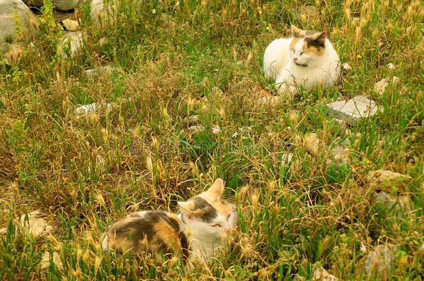 两个<strong>印花</strong>布猫起绒向指已提到的人田关于古代的毁坏关于肢端肥大症