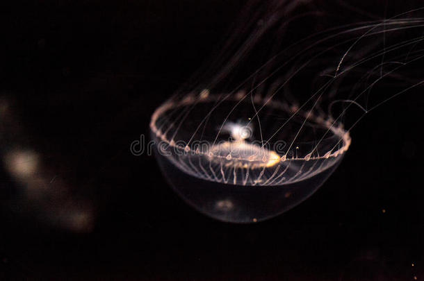 结晶水母多管水母属四轮折篷马车是（be的三单形式一生物发光hydrozo一